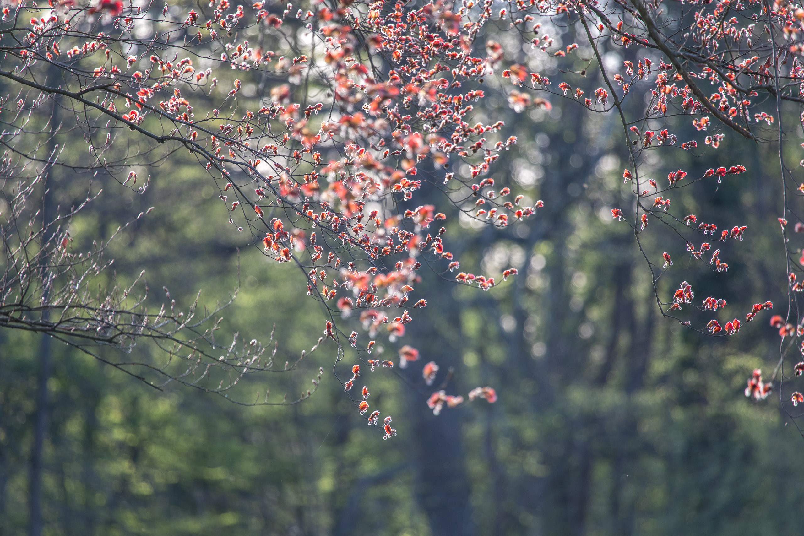 20180414185827 RD4 0660